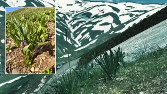 Üç yıl boyunca arandı: Dünyada sadece Muş’ta yetişen yeni tür bulundu