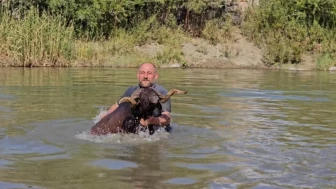 Muşlu Besici, Sürü İle Karasu Nehri'nde Ferahlatıcı Temizlik Yaptı!