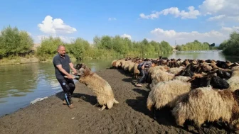 Muş'ta renkli anlar ! 6 çocuk babası besici koyunlarını Karasu Nehri’nde tek tek yıkadı