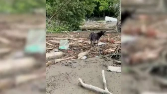 Nepal'deki sel felaketinin ardından yavrularını arayan anne köpeğin görüntüleri yürek burktu
