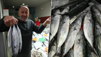 Tezgahlarda palamut izdihamı: Tanesi 50 liraya kadar düştü