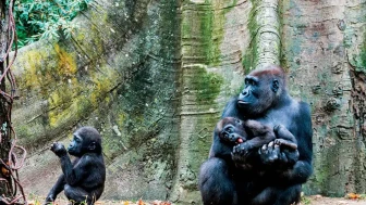 Ruanda'da dağ gorilleri nerede yaşıyor?