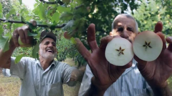 Sadece tek bir ısırıkla anlaşılıyor: İki bin yıllık tescilli Amasya elmasını ele veren ses
