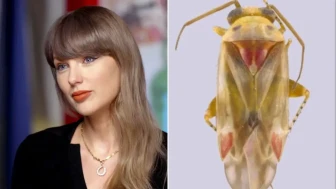 Taylor Swift'in adı yeni böcek cinsine verildi! Bilim insanı nedenini açıkladı
