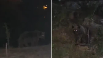 Tunceli'de yiyecek arayan ayılar vatandaşların kamerasına yakalandı