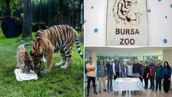 Türkiye'nin tek Amur Kaplanı için anlamlı kutlama: 100'üncü günü özel pasta ile kutlandı
