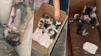 Görenlerin yüreği sızladı! Kolide ölüme terk edilen yavrular için mahalleli tek yürek oldu
