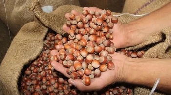 İl İl Serbest Piyasada Fındık Fiyatları