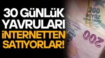 30 günlük yavruları sosyal medyadan satılıyorlar