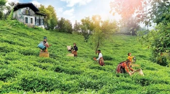 Rize’de tarih boyunca en büyük ekonomik kırılma neydi?