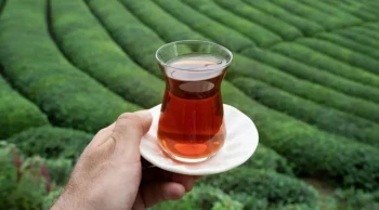 2026 Rize (Türkiye) Çay Fiyatları Hakkında Güncel Bilgiler