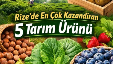 Rize’de En Çok Kazandıran 5 Tarım Ürünü