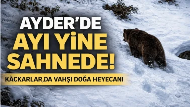 Ayder'de ayı yine sahnede! Kaçkarlar'da vahşi doğa heyecanı