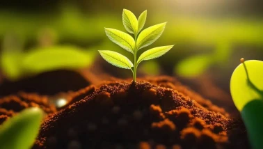 Gübre Fiyatlarını Dengelemek İçin Alınan Yeni Vergi Kararı Neleri Kapsıyor?