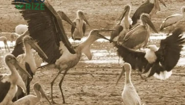 Leylek ve Kartal Çatışması: Gerçekten Yaşandı mı? Olayın Yeri Neresi?