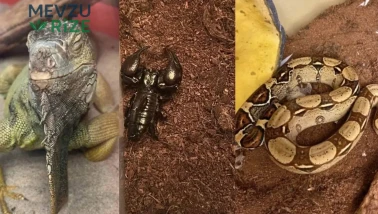 Evden Çıkan Canlılar Görenleri Şaşkına Çevirdi: Savan Varani'den Yılan, Akrep ve Tarantula Çıktı