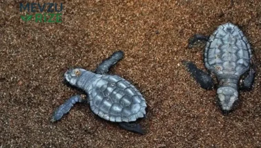 Didim'de 60 Yavru Caretta Caretta Denize Uğurlandı