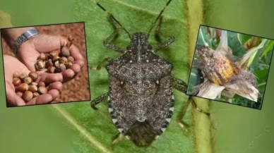 Bakanlık, kahverengi kokarcanın yayılmasını durdurmak için adımlar atıyor!