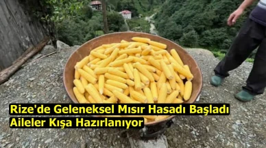 Rize'de Geleneksel Mısır Hasadı Başladı: Aileler Kışa Hazırlanıyor!