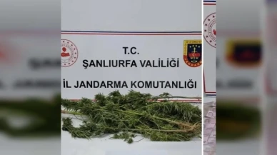 Şanlıurfa'da narkotik operasyon: 4 şüpheli gözaltına alındı