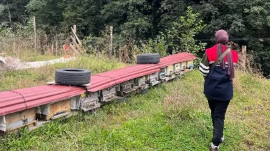 Çaykara’da Arılı Kovan Tespit Çalışmaları Sürüyor