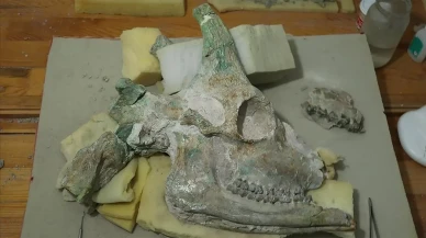 9 Milyon Yıllık Zürafa Kafatası Tarih Öncesi Dönemdeki Gizemleri Aydınlatacak Şekilde Ortaya Çıkarıldı