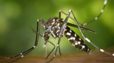 İzlanda'da ilk kez sivrisinek görüldü: İzlanda'da sivrisinek görülmesi neden önemli?