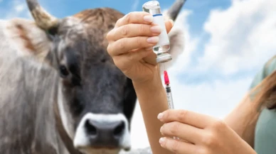 Şap Hastalığı: Belirtileri, Tedavi Yöntemleri ve Aşı Hakkında Bilinmesi Gerekenler