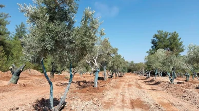 Zeytin Hasadında İlk Taşıma İşlemi Tam Tamına Başarıyla Gerçekleşti!