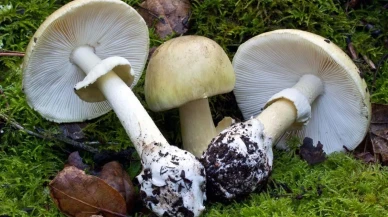 Köygöçüren Mantarı Zehirli mi, Öldürür mü? İşte Bilinmesi Gerekenler