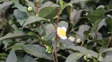 Türk Çayına Yeni Tat: ÇAYMER’in Çiçek Çayı İlgi Görüyor