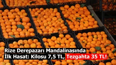 Rize Derepazarı Mandalinasında İlk Hasat: Kilosu 7,5 TL, Tezgahta 35 TL!
