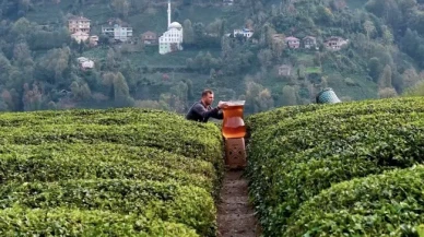 Rize’de Dev Çay Bardağı Videosu Sosyal Medyayı Salladı | Gerçek mi Yapay Zeka mı?