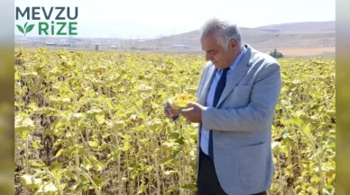 2050'de tarımda kayıplar: Buğday, Mısır ve Ayçiçeği üretimi düşecek!