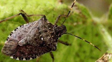 Trabzon'da Kokarca İstilası: Doğal mı, Yapay mı?