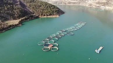 Artvin’den 67 Ülkeye Türk Somonu İhracatı: Bölge Ekonomisine Büyük Katkı