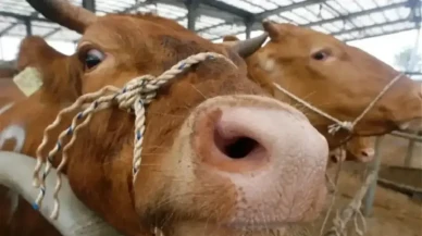 Deli dana hastalığı nedir, belirtileri neler, insanlara bulaşır mı?