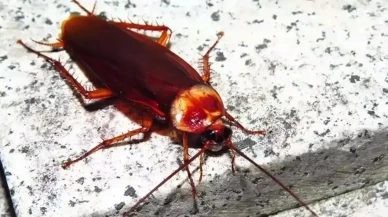 Evden hemen atın! Hamam böcekleri buna geliyormuş