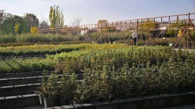 "Geleceğe Nefes Projesi: 6 Yılda 34 Milyon Fidan Toprakla Buluştu!"