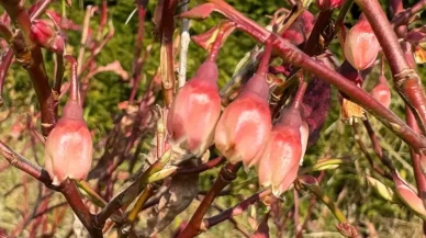 İKLİM DEĞİŞİKLİĞİ LİKAPAYI DA ŞAŞIRTTI