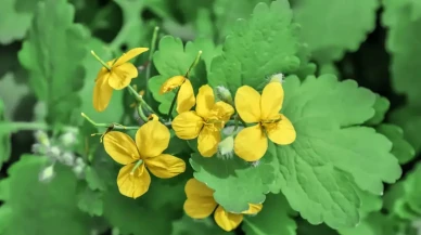 Kırlangıç Otu Nedir, Faydaları Nelerdir?