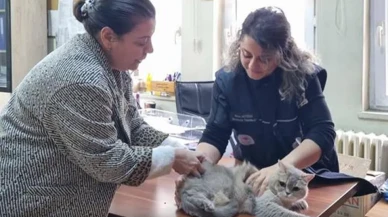 RİZE'DE KEDİ VE KÖPEK SAHİPLERİ İÇİN UYARI