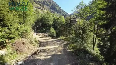 Rize'de Orman Tehlikesi: 174 Bin Hektar Yeşil Alan Tehdit Altında!