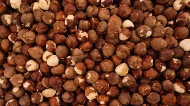 Trabzon'da serbest piyasa güncel fındık fiyatları - 7 Aralık 2025