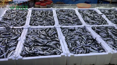 Rize'de balık fiyatları: Hamsi 100, barbun 300 lira!