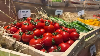 Türkiye, Tohum İhracatındaki Gücünü Artırdı!