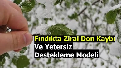 Fındıkta Zirai Don Kaybı Ve Yetersiz  Destekleme Modeli