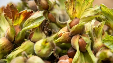 Fındık Nasıl Yetişir? Türkiye'de Nerede En İyi Şekilde Yetişir?