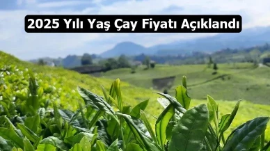 2025 Yılı Yaş Çay Fiyatı Açıklandı