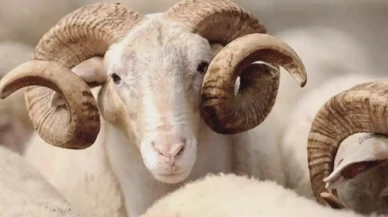 Kurban Bayramı öncesi pazarlar hareketli, Van'da uygun fiyatlar dikkat çekiyor!